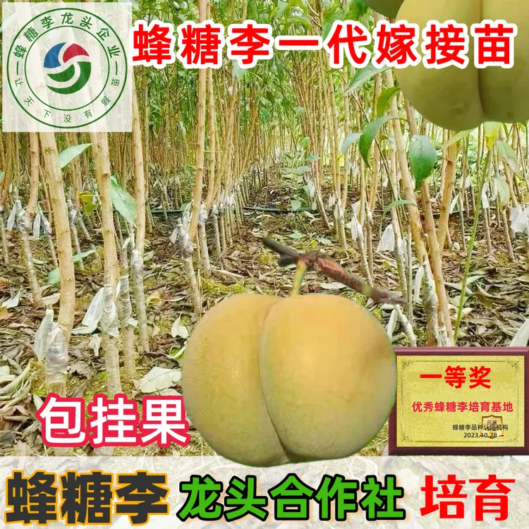 蜂糖李嫁接苗贵州六马蜂糖李树苗李子苗早熟晚熟南北种植板栗树