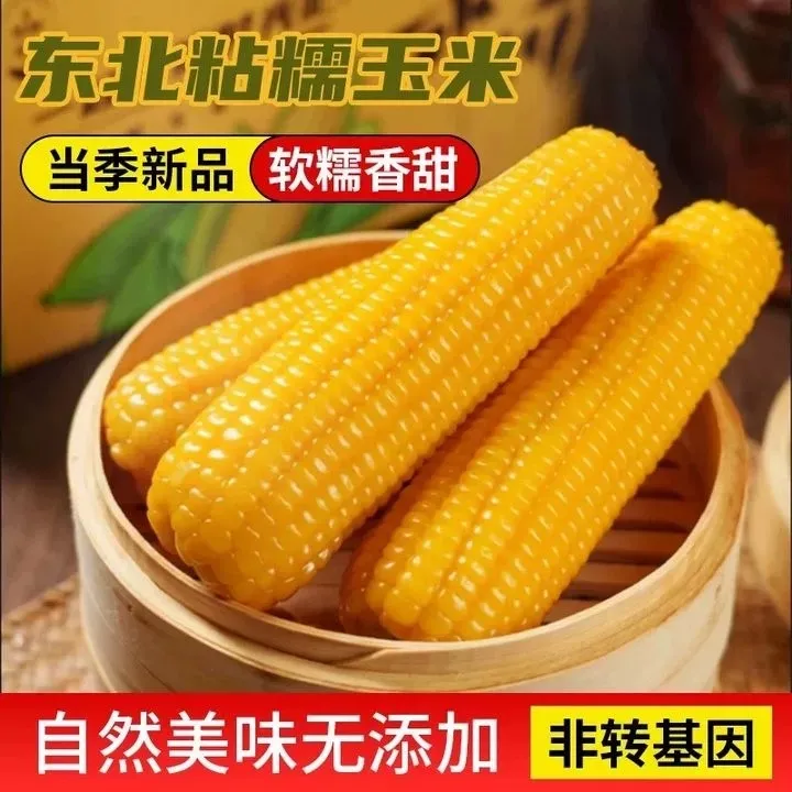 2025头茬10支东北黄糯粘玉米220克/根粗粮轻食代餐粘苞米