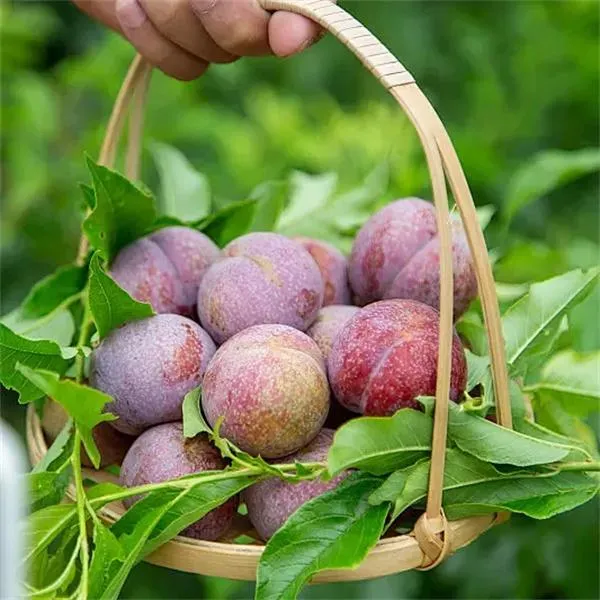 四川樱桃小脆红高山小脆红脱骨李半边红青脆李水果脆甜