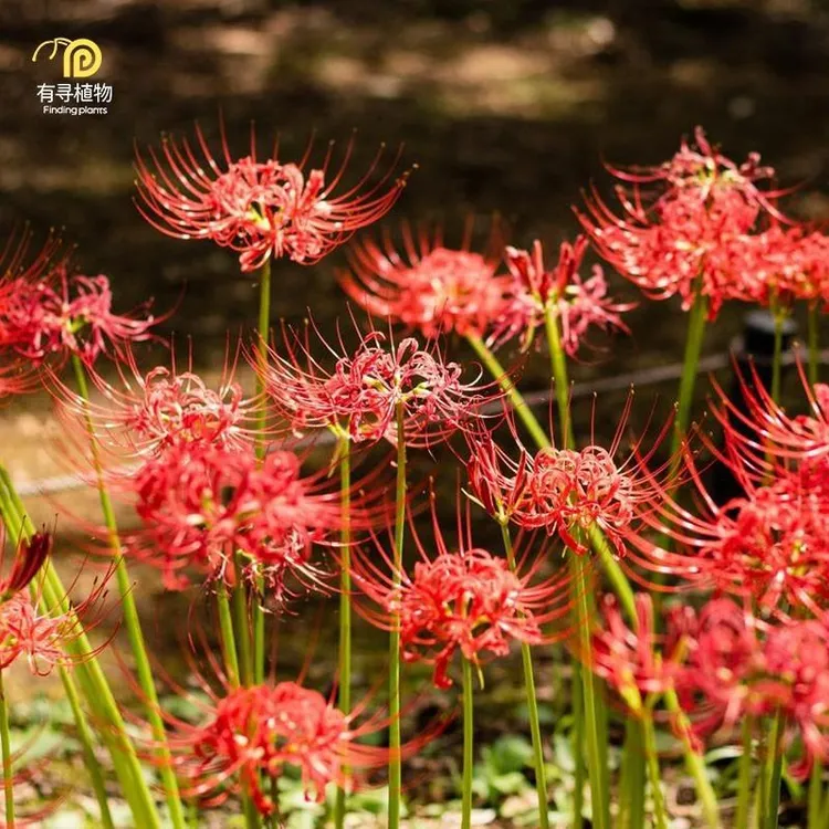 石蒜种球红色开花球多年生球根花卉彼岸花曼珠沙华见花不见叶大球