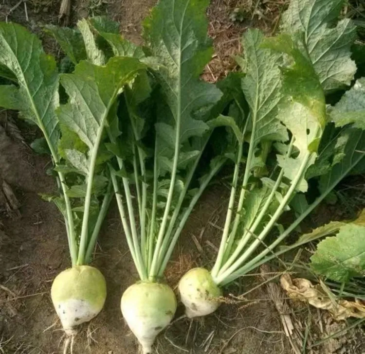 【小花缨芥菜种子】家庭阳台小院盆栽地栽四季种植