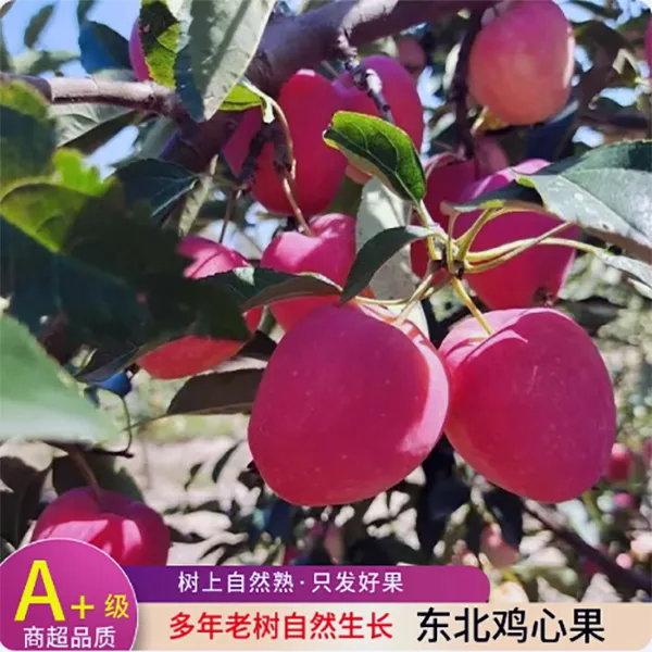 枝头鲜果东北鸡心果锦绣海棠沙果甜脆多汁小苹果新鲜采摘现摘现发