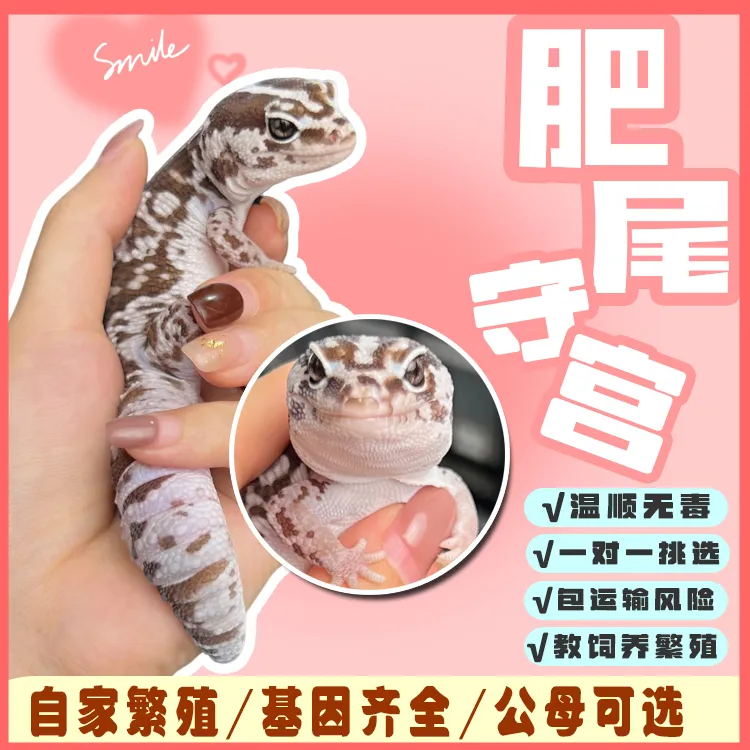 肥尾守宫活体豹纹守宫宠物异宠温顺可爱另类好养爬虫异宠基因齐全