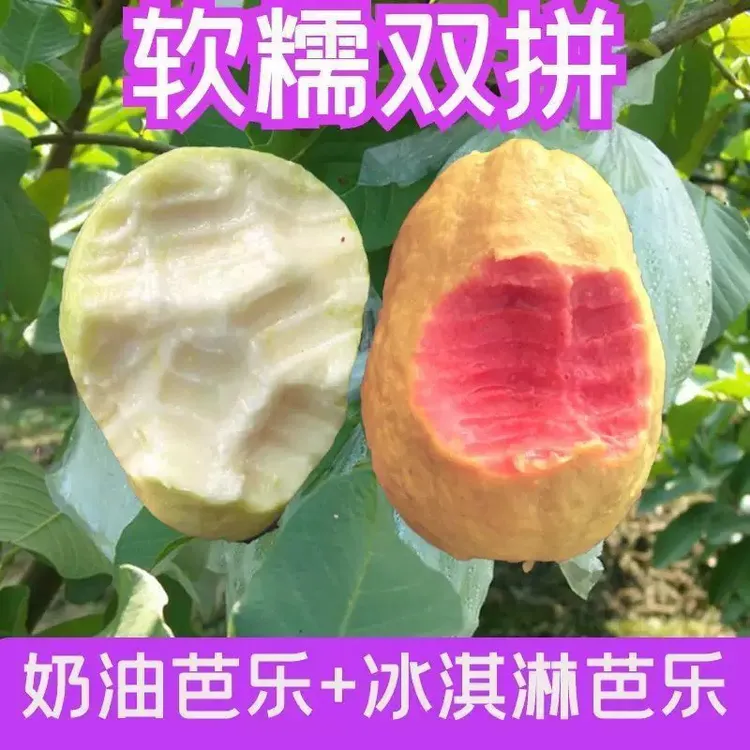 香甜软糯双拼芭乐1-5斤当季新鲜水果软白心番石榴红心芭乐应季