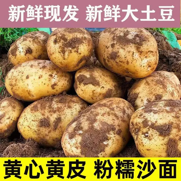 （带箱9.5-10斤）2025年东北黑土地黄心土豆软糯粉面农家自种--D