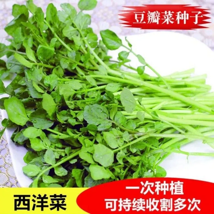 西洋菜种籽豆瓣菜种子四季菜种水芥菜蔬菜菜苗子种苗籽种广东青菜