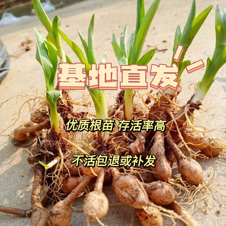 金针黄花菜种子种苗 阳台盆栽观赏食用 四季种植多年生忘忧草种苗