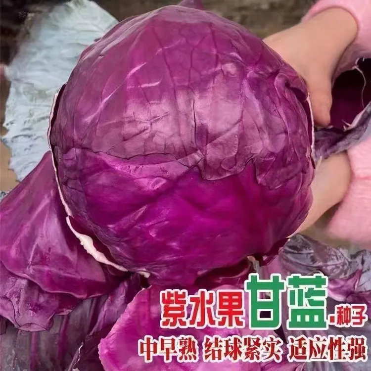 【紫甘蓝包心菜种子】四季紫色卷心菜紫包菜农家庭院阳台蔬菜种阳台
