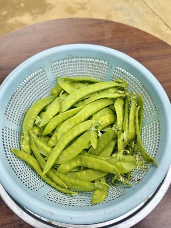 广西荷兰豆新鲜现摘豌豆现发甜脆带壳四季豆蔬菜当季散装农家批发