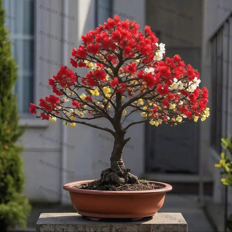 【冬天开花】原生腊梅红梅老桩梅花盆栽耐寒热浓香型庭院阳台盆栽