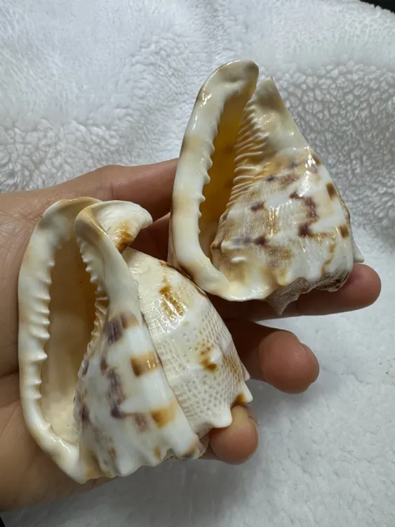 6-7厘米2只小花冠螺一对 精品把玩天然海螺