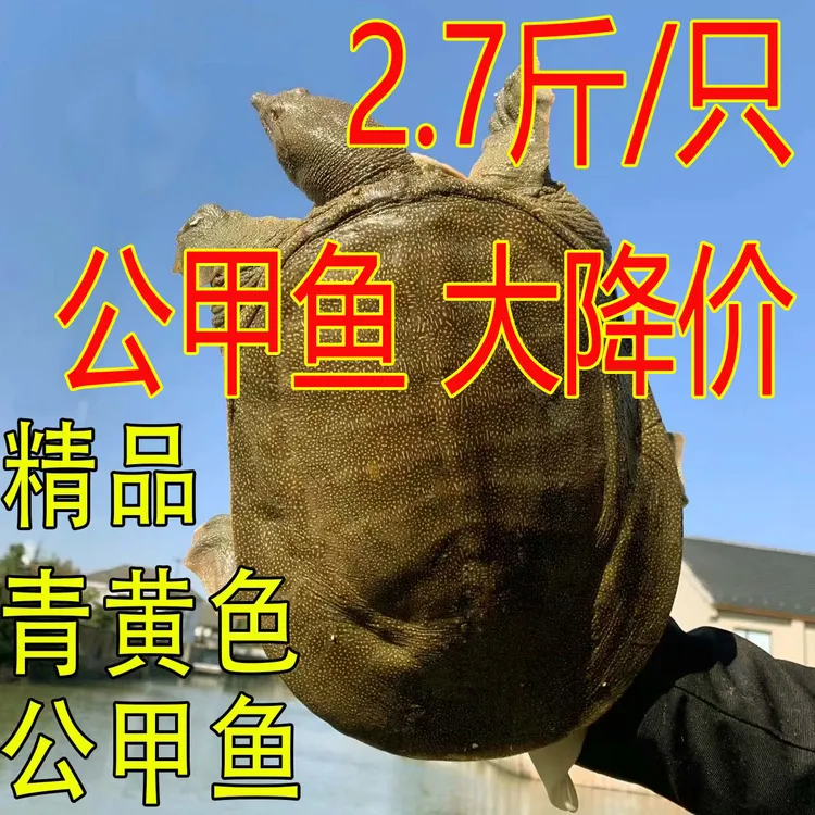 2.7斤1只 青黄色黄油 公甲鱼鲜活外塘散养新鲜水鱼团鱼王八中华鳖