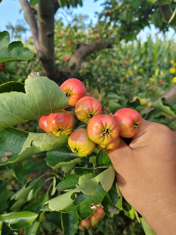 当季新鲜现摘大棉球山楂水果酸甜可口