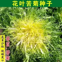 【五袋包邮】花叶苦苣种子苦菊菜籽种芽盆栽蔬菜种孑种籽四季播