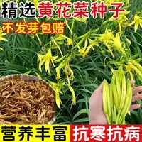 【满5包/包邮】黄花菜种子春秋四季可种南方金针菜天然补脑野菜种