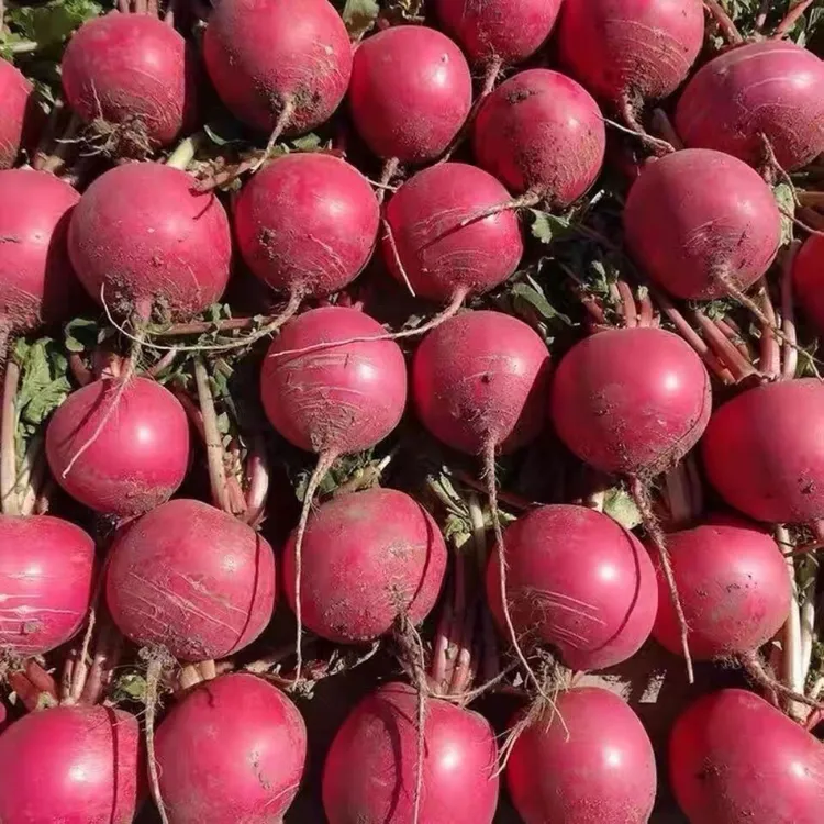 【湖北随州】农家自种红萝卜白心红皮泡菜胭脂萝卜农家露天脆嫩多汁