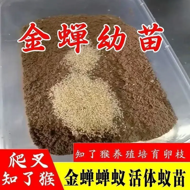 金蝉活体幼苗金蝉爬叉虫苗几狗苗知了猴知了猴苗蝉卵蝉种苗