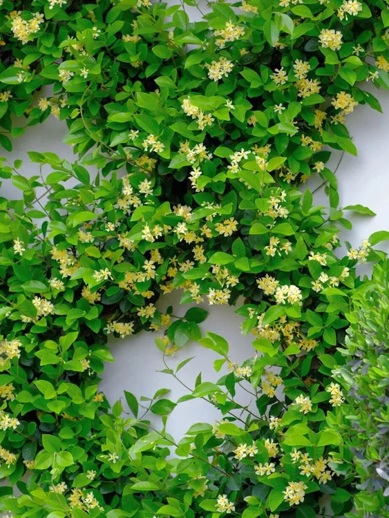 黄色托斯卡纳之星黄色风车茉莉高度1.8米左右顺丰发货