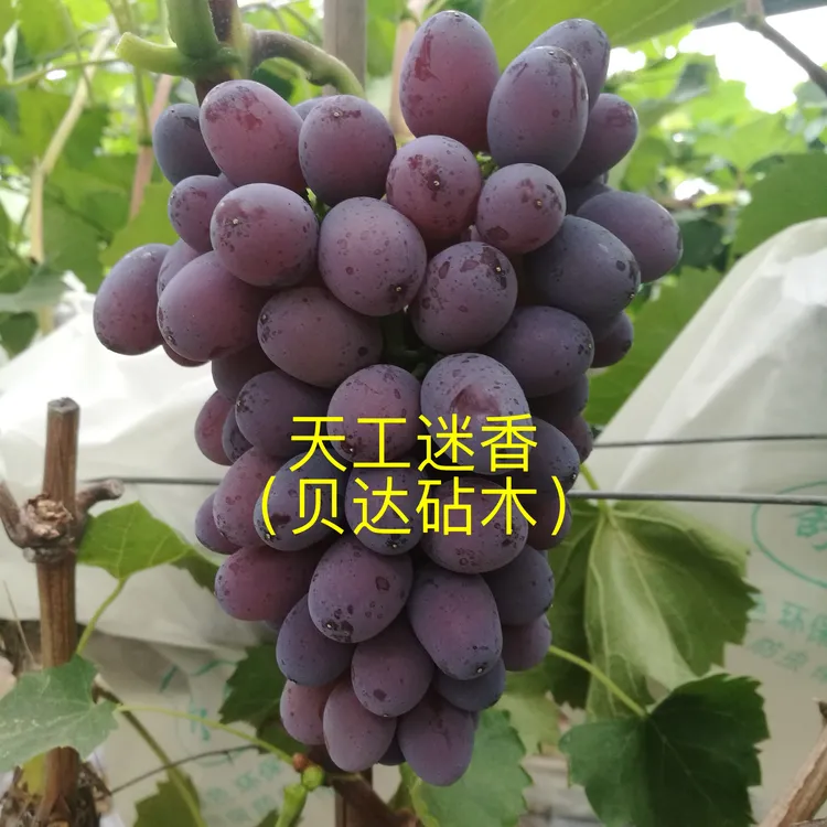 天工迷香  芽孢小  嫁接苗 贝达砧木（一年苗 ）