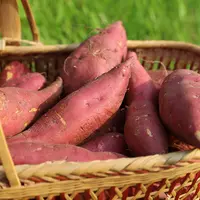 燕儿谷自种小香薯5斤/份 无筋薄皮 香甜软糯