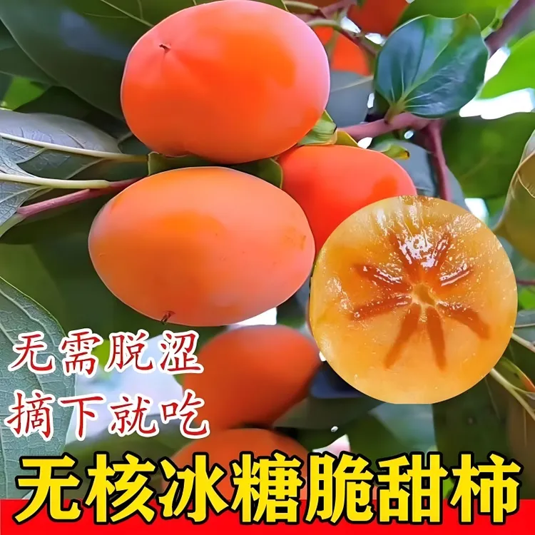 柿子苗树地栽盆栽嫁接脆甜无核南北方种植特大当年结果柿子树果苗