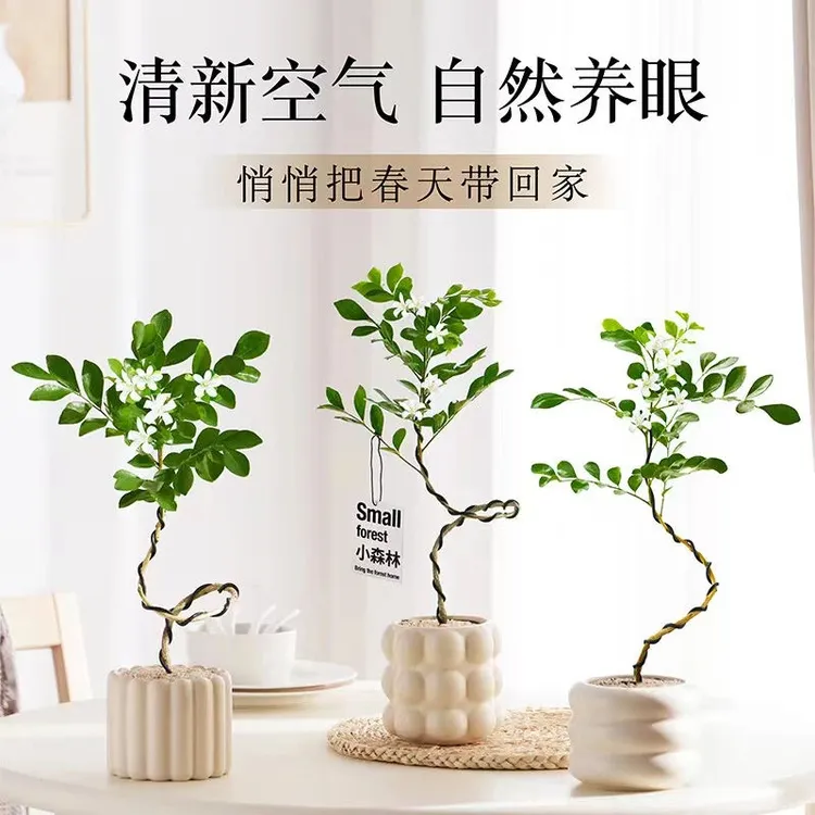 造型九里香盆栽ins风办公室内桌面绿植摆件四季开花香味植物花卉