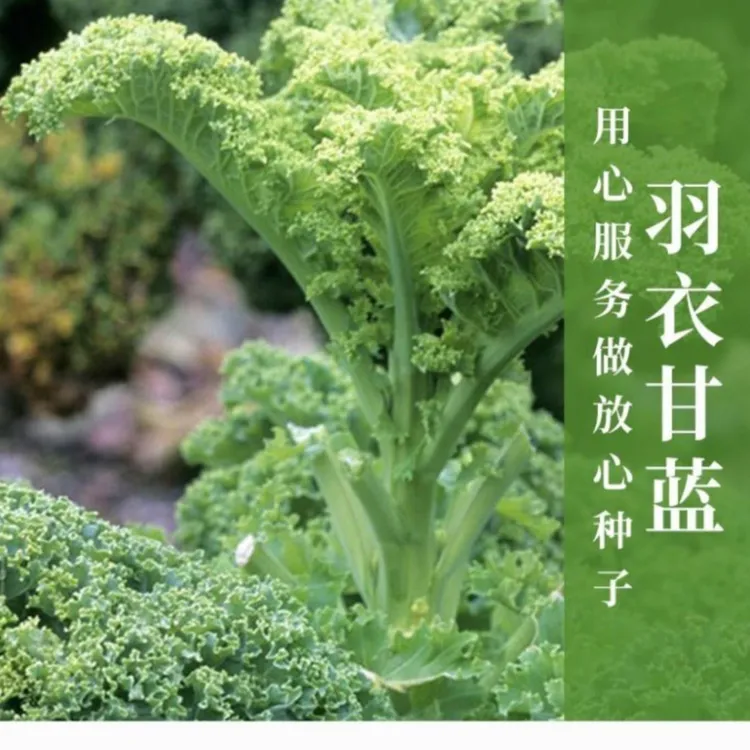 羽衣甘蓝种子蔬菜种子阳台自种菜苗南北方秋播菜种冬天耐寒蔬菜