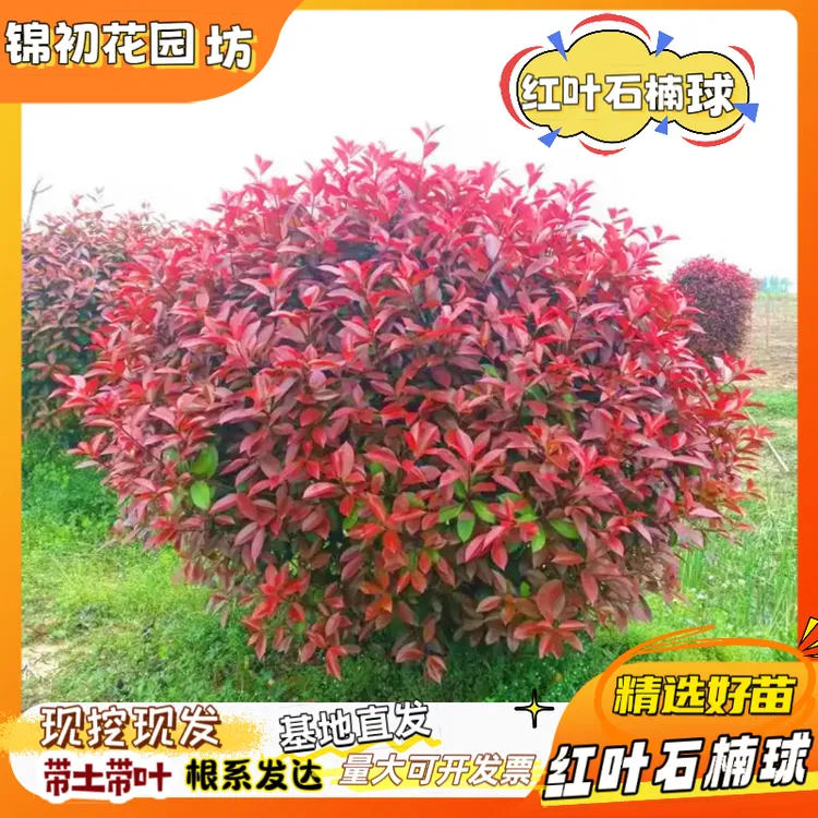 红叶石楠球树苗罗宾红小苗耐寒耐旱适合南北方庭院工程别墅绿化