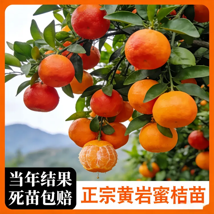 耐寒黄岩蜜桔树苗嫁接黄岩无核蜜橘苗南北方种植盆栽地栽当年结果