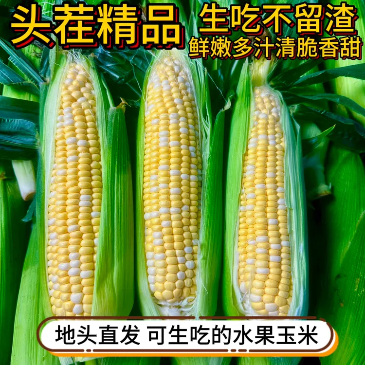 【头茬精品】甘肃高原新鲜现摘头茬金银双色水果玉米甜脆可生吃