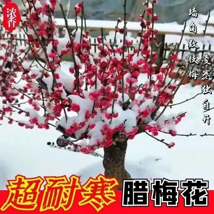 耐寒梅花盆栽腊梅红梅浓香型年宵花卉绿植老桩盆景好养阳台庭院