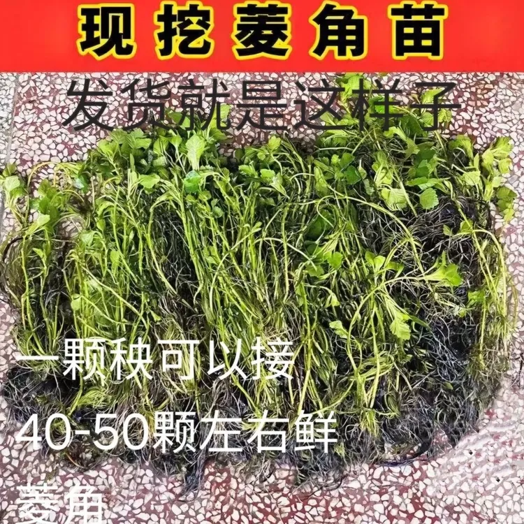 特大高产水果老产品水生种子苗菱角植物青菱角薄皮好养种苗水培