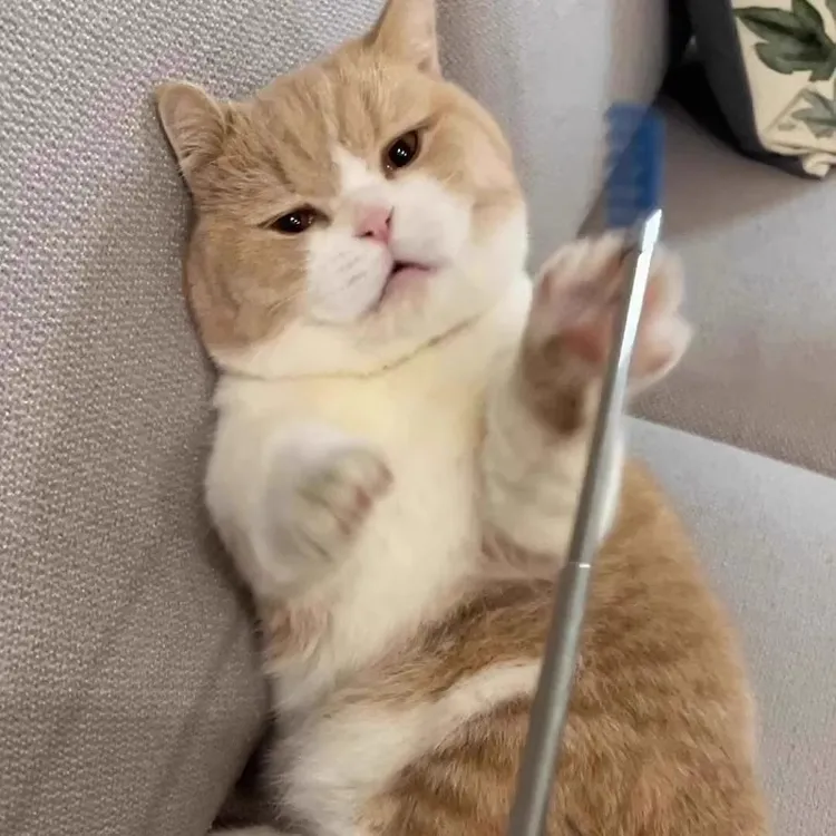 项圈逗猫具猫咪逗猫棒互动解闷挠猫撸猫可猫咪光钢丝长杆逗猫