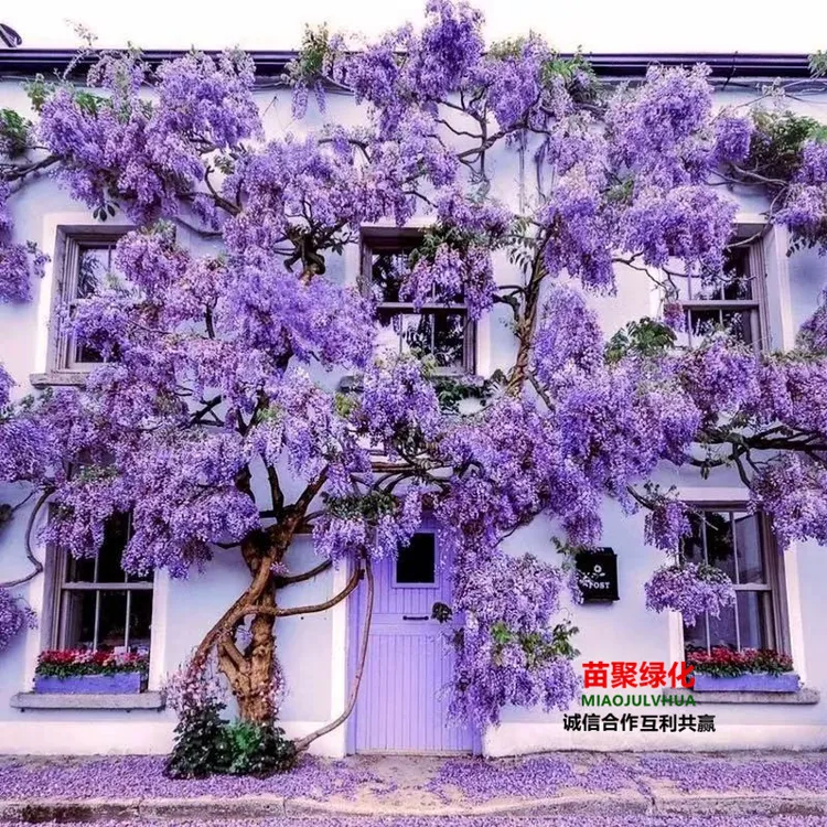 紫藤树苗爬藤植物庭院花苗花卉藤蔓紫藤树紫藤花紫藤树苗爬藤植物