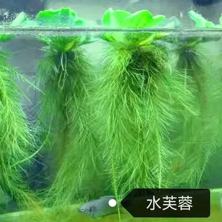 鱼缸水草浮萍水芙蓉苗水培懒人生懒人清洁池塘鱼缸造景净化水质
