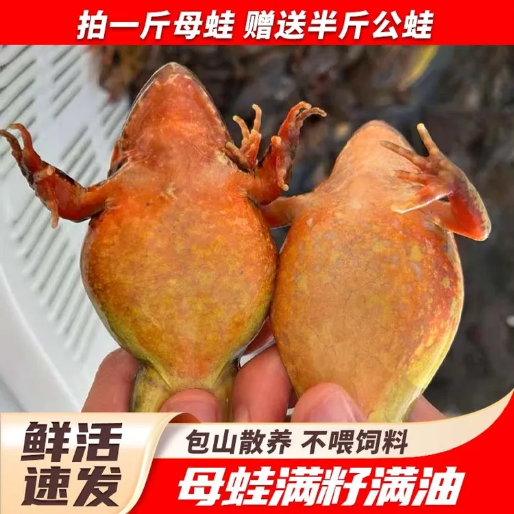 长白山蛤蟆母豹子满籽满油东北林蛙河鲜顺丰包邮新鲜美味