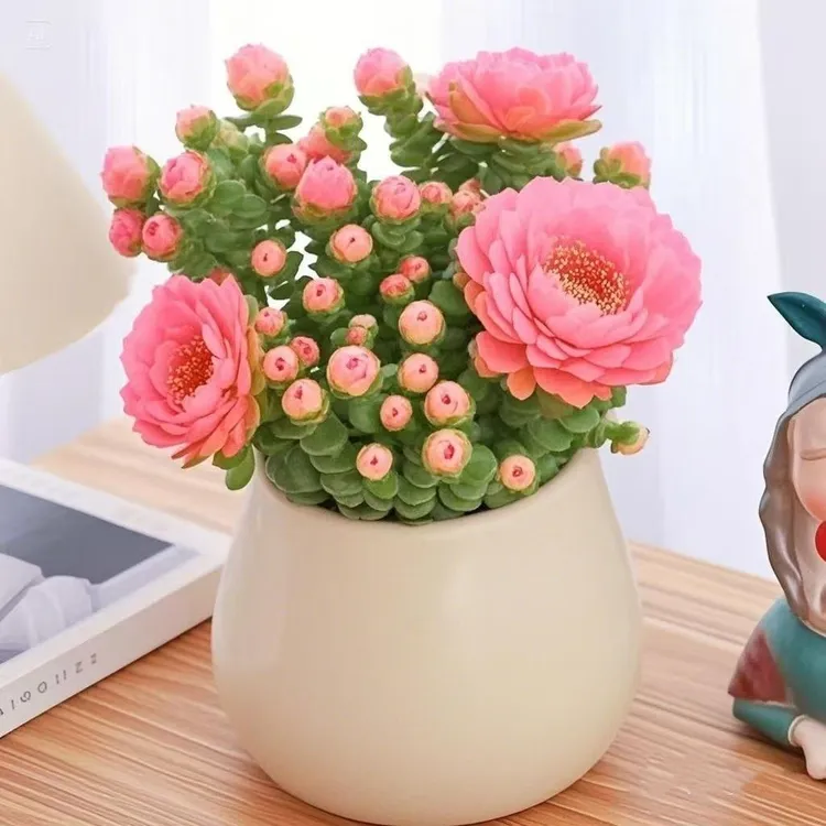 新品开花钱串桌面小盆栽招财多肉植物钱多多办公室内防辐射好养活