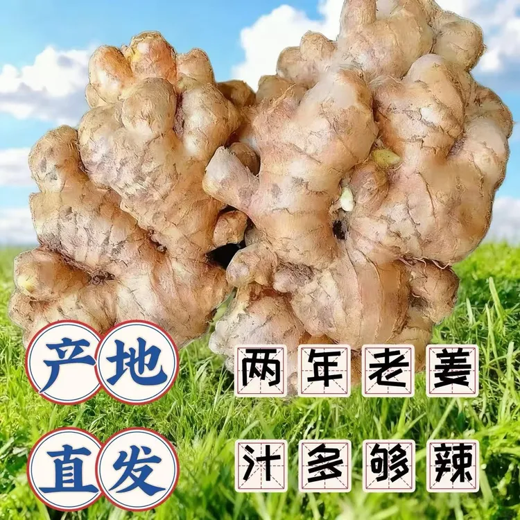正宗云南小黄姜精品老姜辛辣浓郁罗平原产地直发