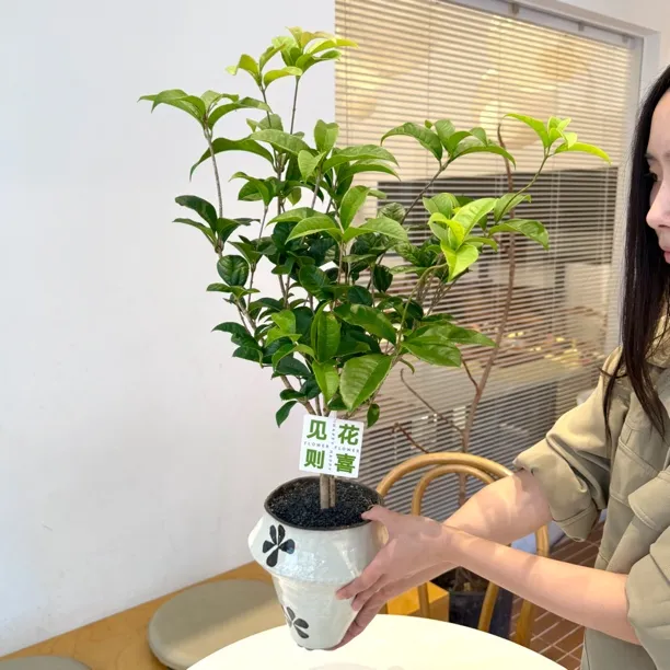 四季浓香桂花盆栽盆景室内客厅办公室桌面观花驱蚊花卉绿植好养