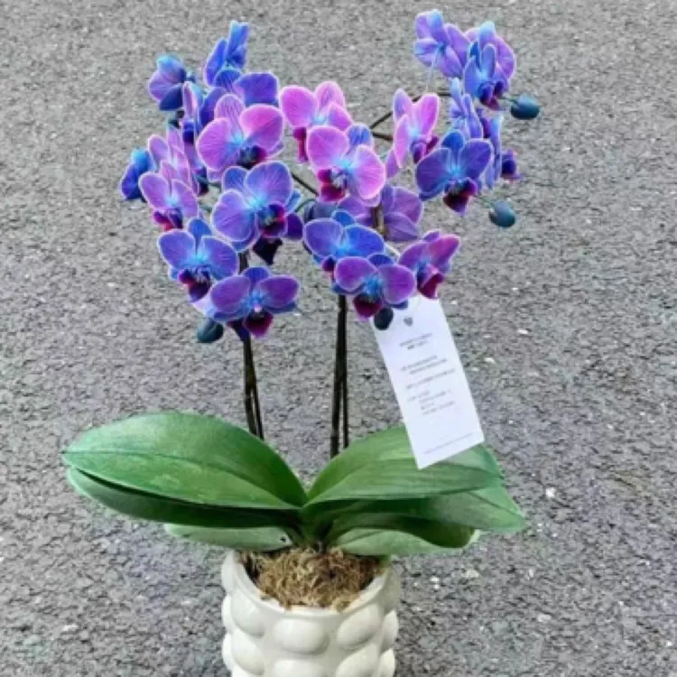 七彩霓虹1.7小苗无花剑40号色