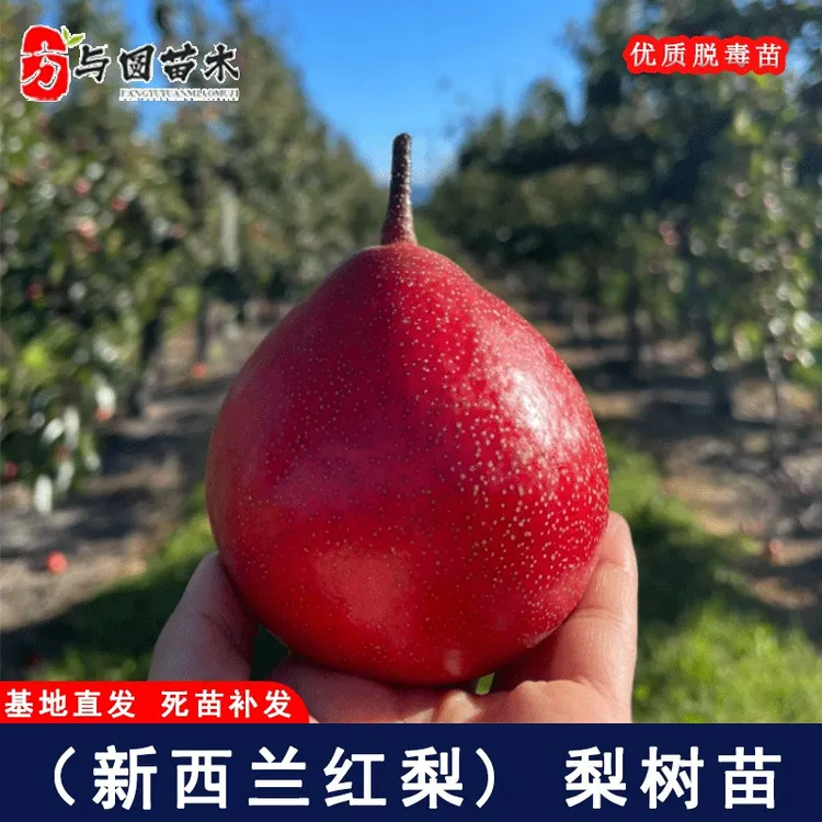 嫁接新西兰红梨树苗西洋梨全红啤梨树庭院盆地栽种植果树当年结果