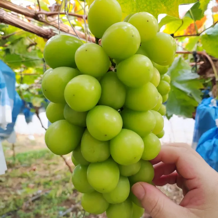 阳光玫瑰葡萄新鲜青提当季水果顺丰京东果园现摘现发脆甜无籽皮薄