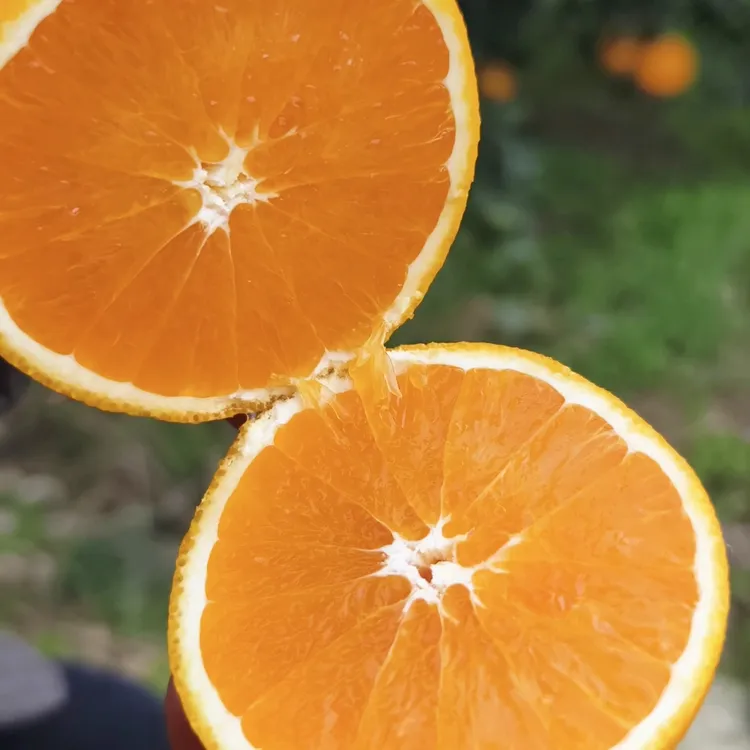 高品质湖北宜昌秭归九月红三峡脐橙爆汁果冻橙当季水果现摘现发