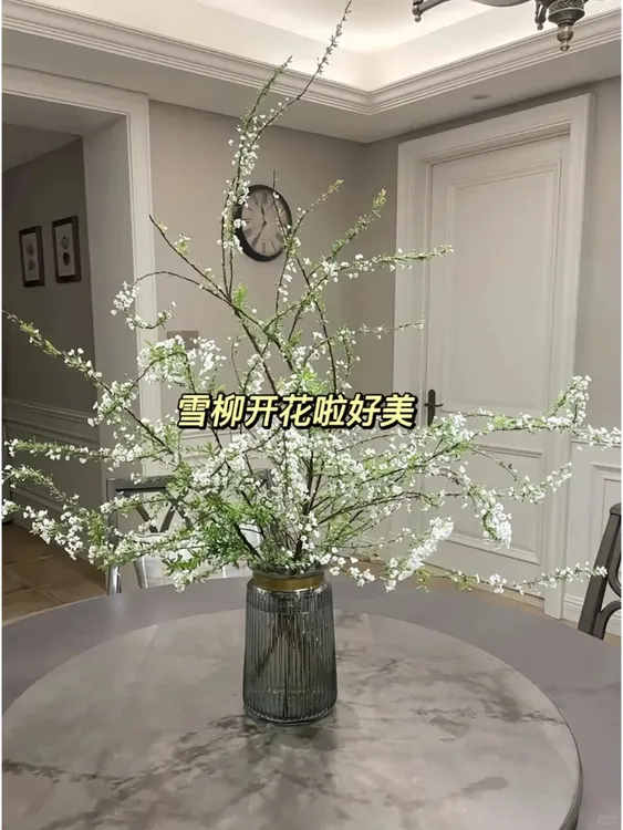 【新疆花之溪】鲜枝雪柳（1把）