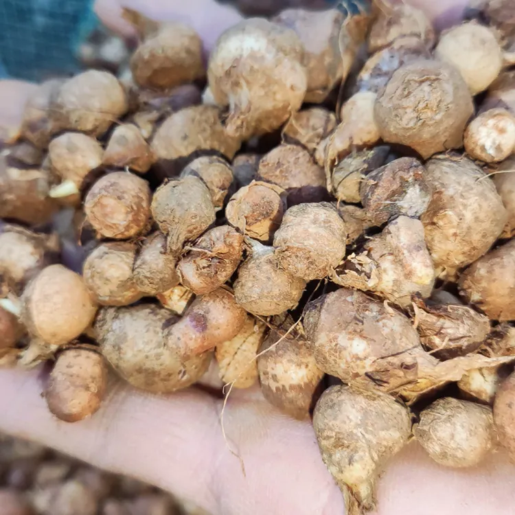 【急发】半夏种球种子种苗滴水珠三叶一支花独龙珠仅限做半夏种植