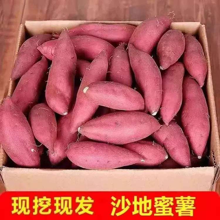 【沙地蜜薯】 西瓜红蜜薯  现挖现发 软糯香甜 