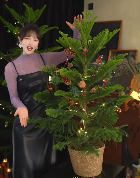 【节日氛围高颜值南洋杉】北欧风盆栽圣诞树植物好养好看
