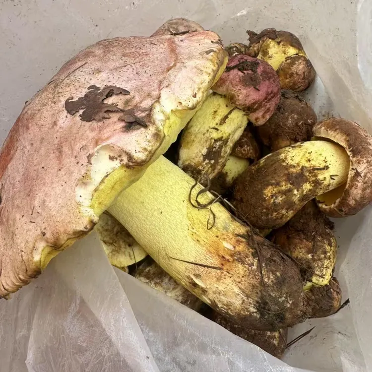 [凡科农业]云南新鲜白牛肝菌白葱菌营养美味食用牛肝菌