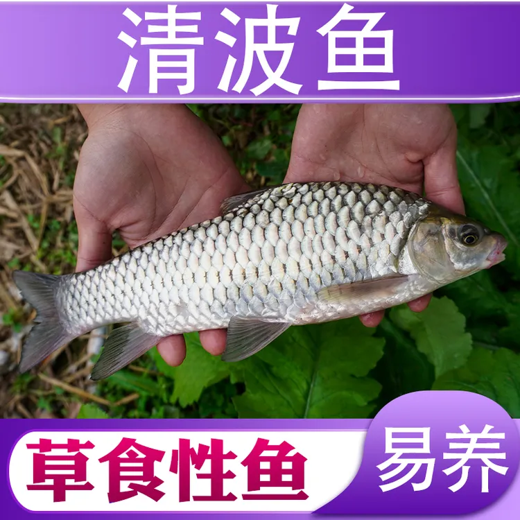 清波鱼小鱼四川发货淡水养殖食用观赏均可