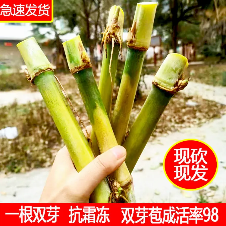 【牧草王双芽】多年生高产耐寒牧草王种节一根双芽牧草种节